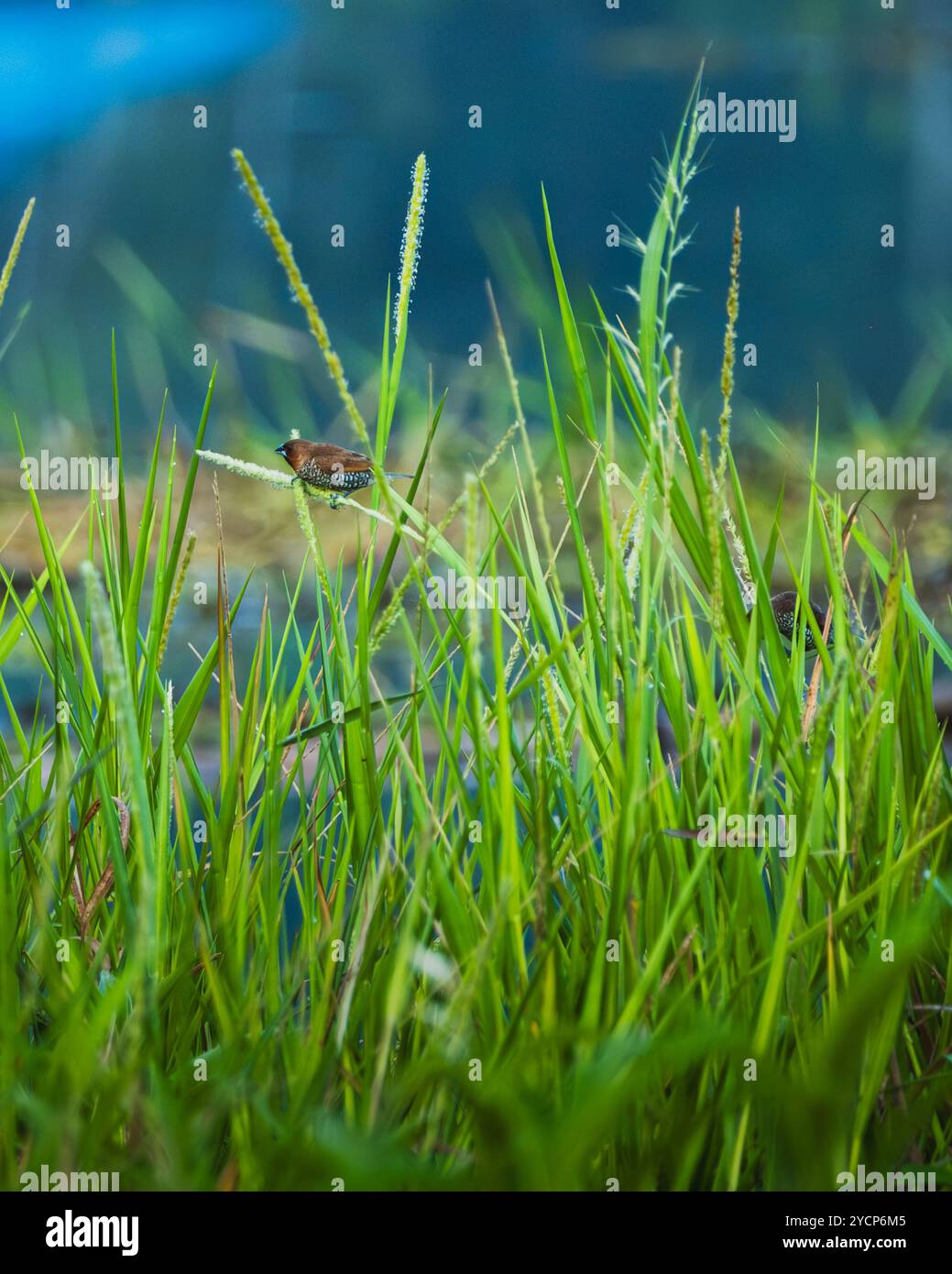Ein kleiner Estrildid finch Vogel, der auf einem hohen Grashalm thront. Der Vogel ist braun mit einem spitzen Schnabel und das Gras ist ein leuchtendes Grün. Auf Indonesisch Stockfoto