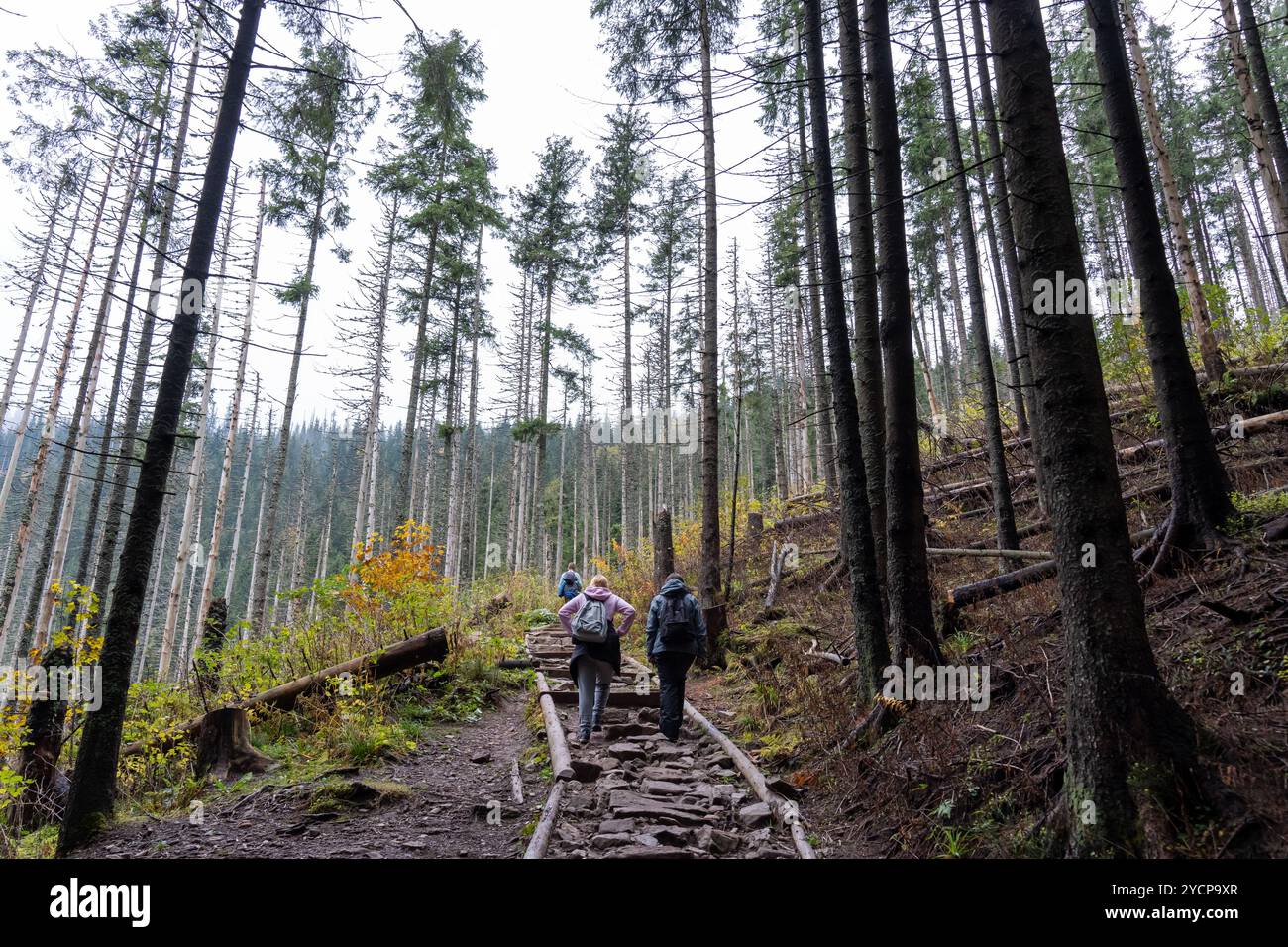 Gruppe von Wanderern mit Rucksäcken, die an einem bewölkten Herbsttag auf einem Waldweg in hohen Kiefernwäldern bergauf wandern. Konzept des Outdoor-Abenteuers, Fitness Stockfoto