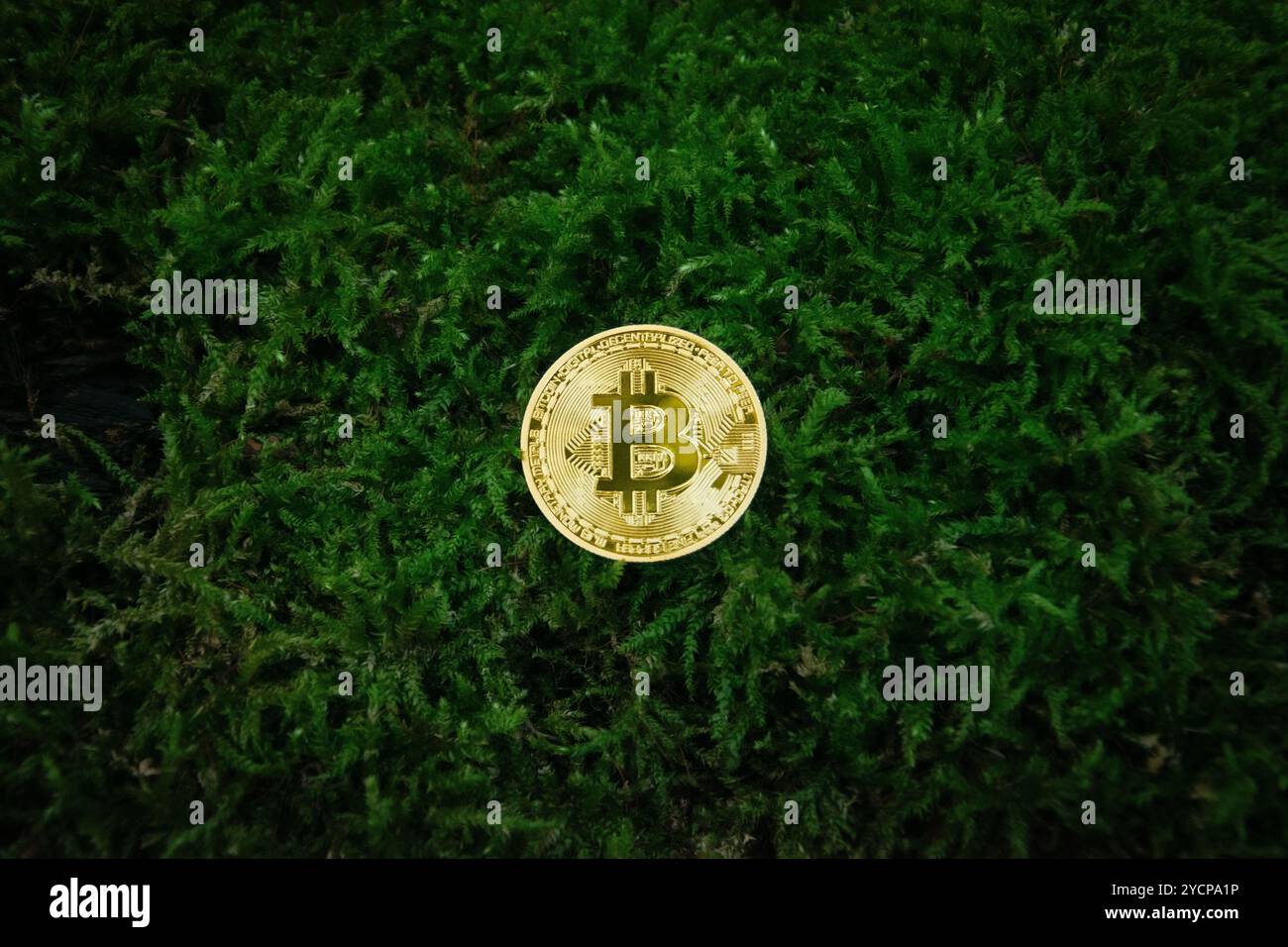 Glänzende goldene Bitcoin-Münze auf grünem Moos in Top-Down-Fotografie. Konzept für Green Bitcoin oder nachhaltige Kryptowährung und Green Bitcoin Mining. Stockfoto