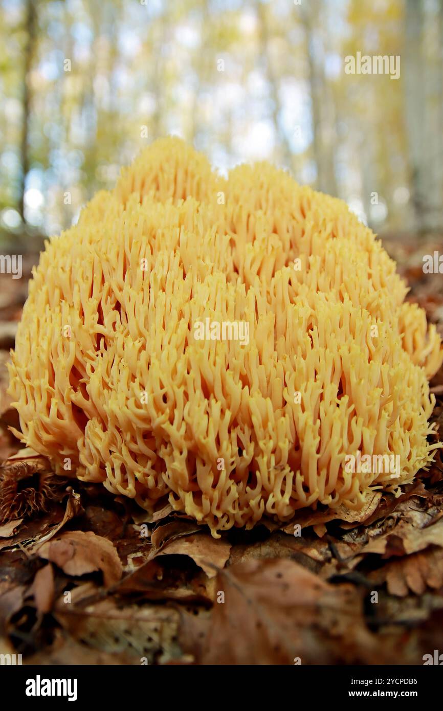 Strenger Korallenpilz - Ramaria Strica Stockfoto