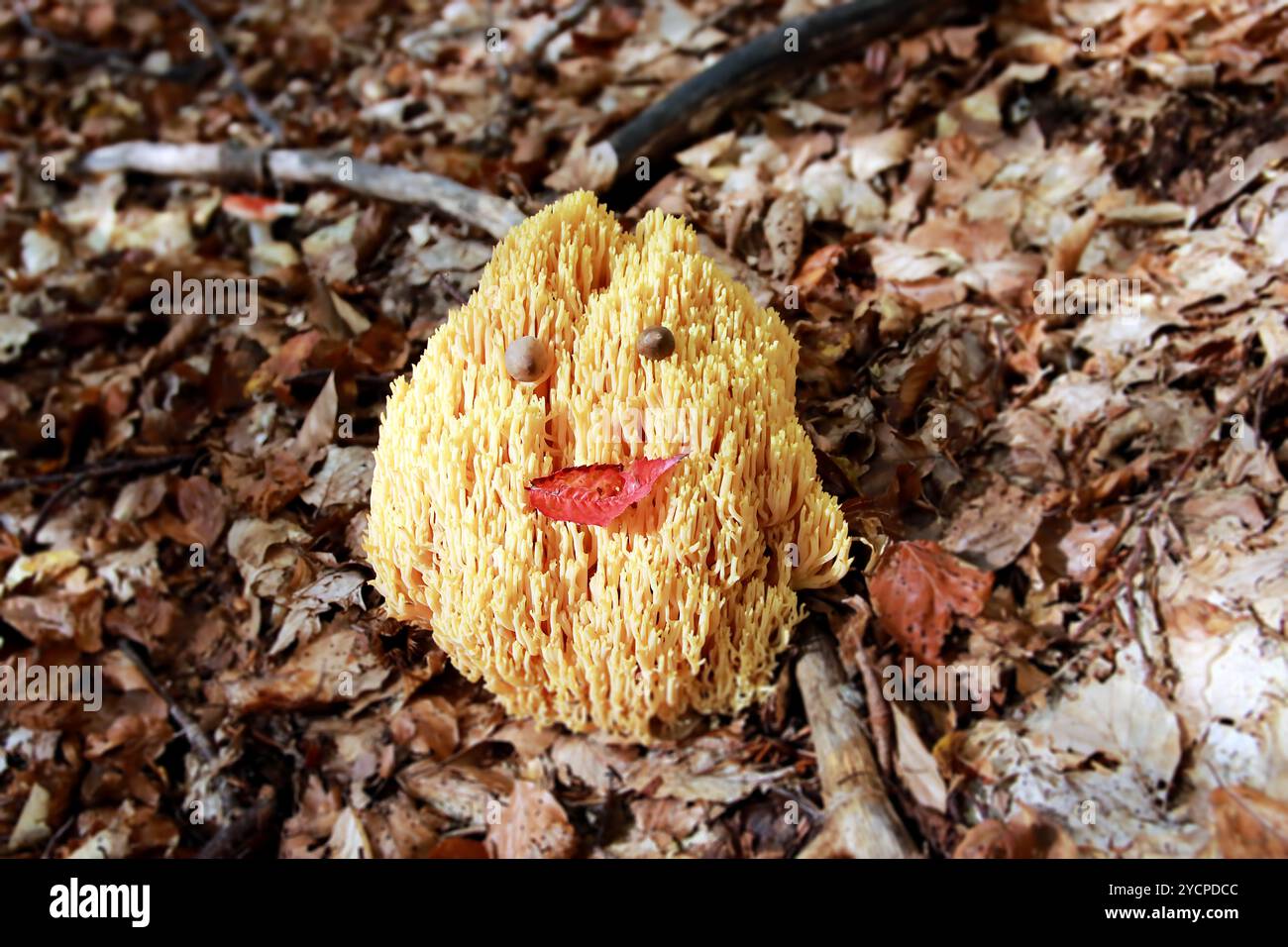 Strenger Korallenpilz - Ramaria Strica Stockfoto