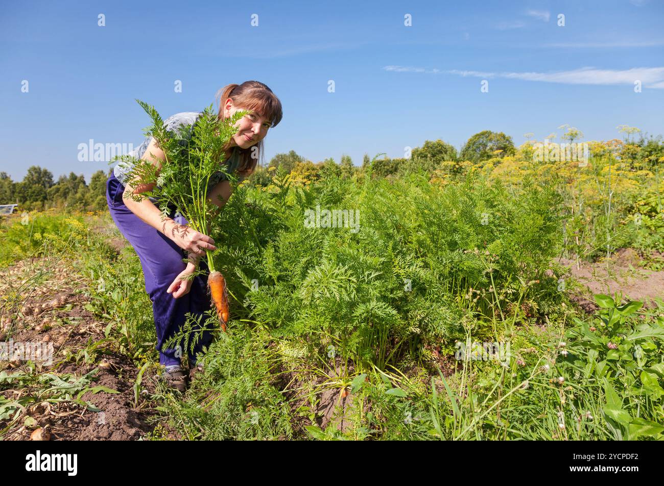 Junge Frau Gärtner hält eine Garbe von Karotten in ihrem Garten Stockfoto