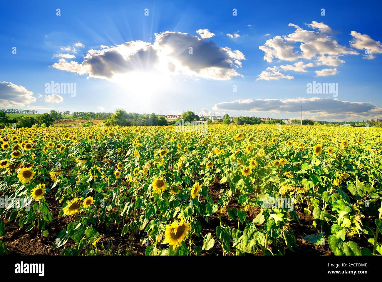 Landschaft mit Sonnenblumen Stockfoto