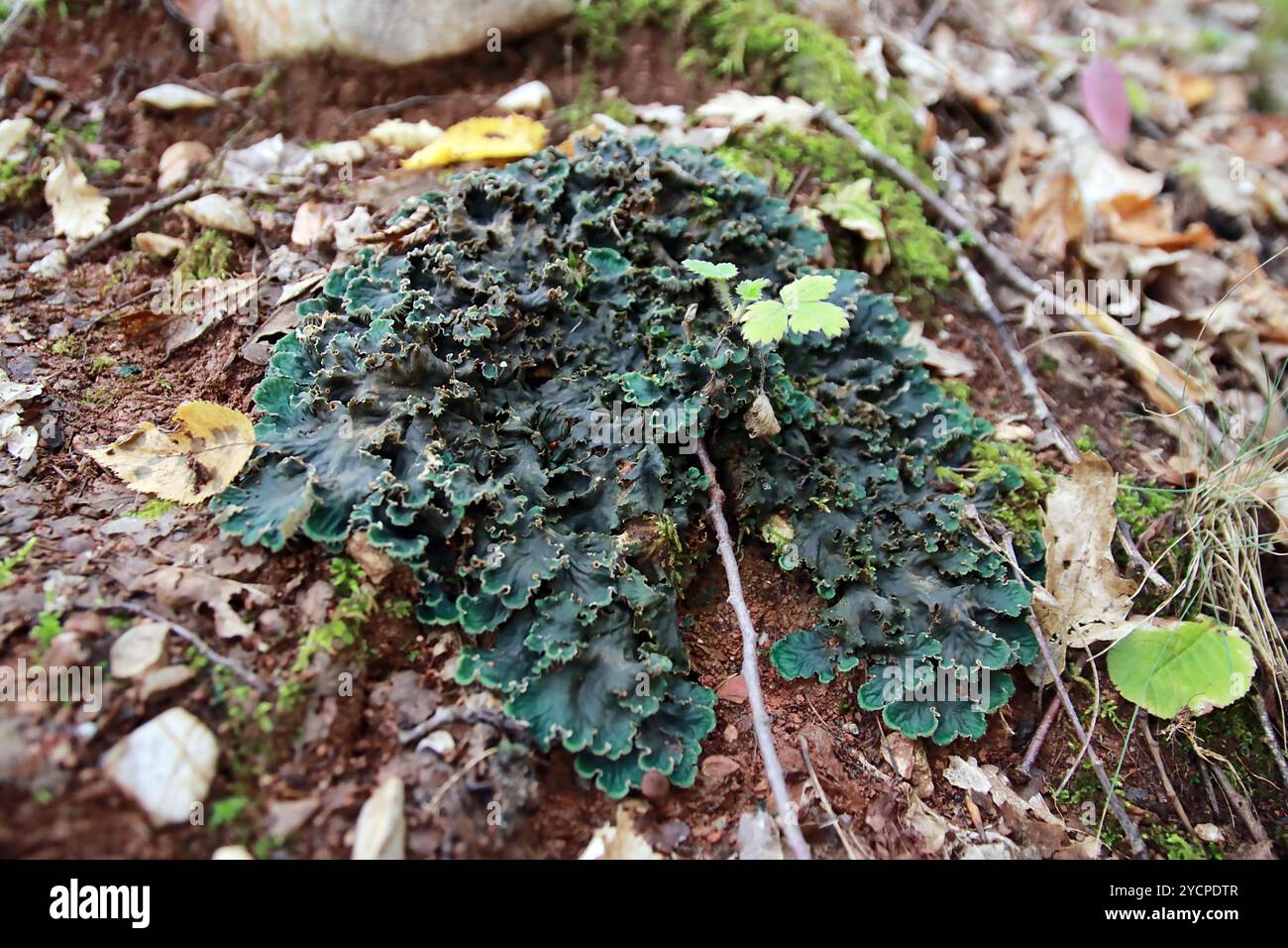 Peltigera sp. Blattflechten aus nächster Nähe, die im frühen Herbst in den Wald geschossen wurden Stockfoto