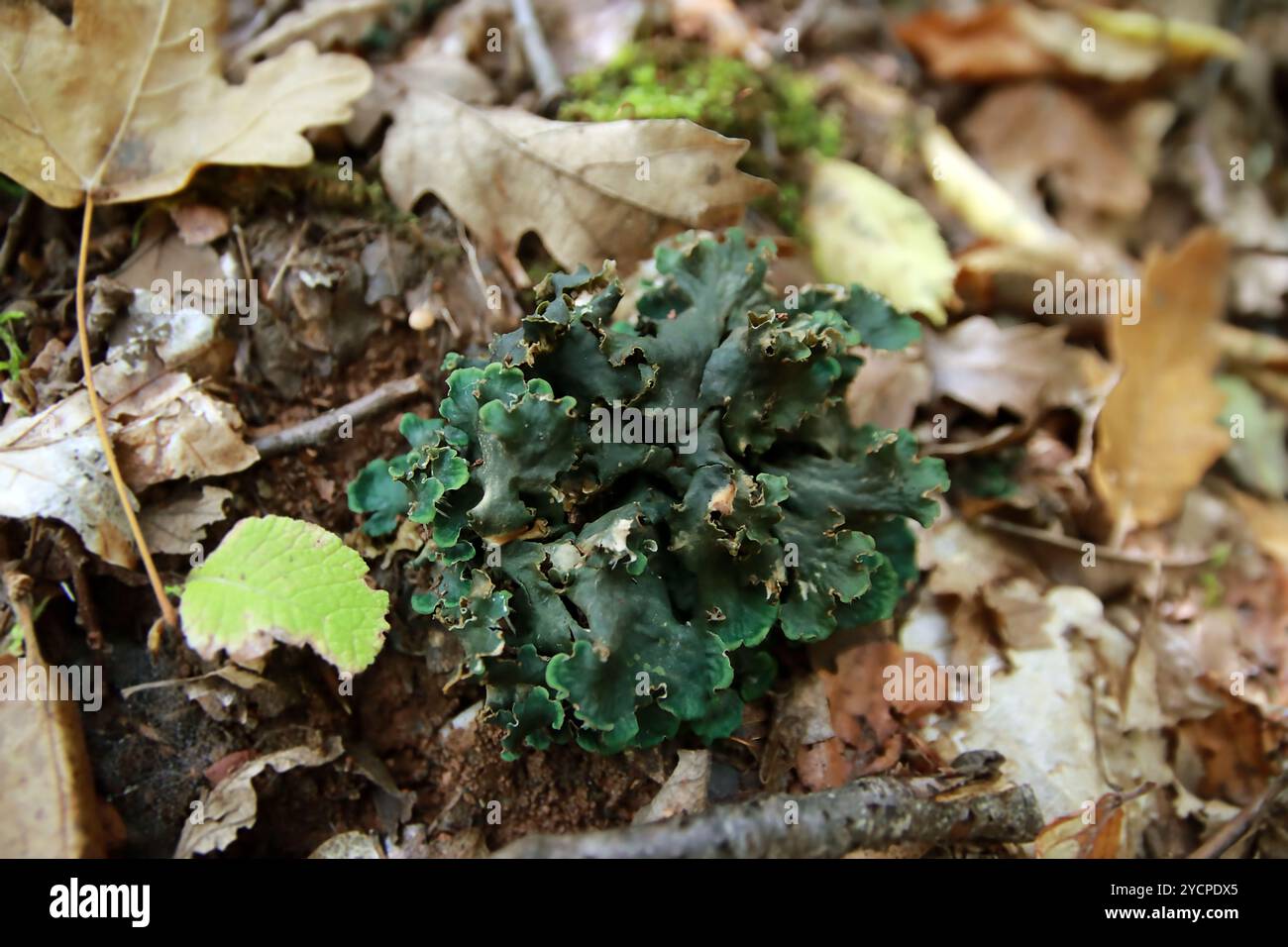 Peltigera sp. Blattflechten aus nächster Nähe, die im frühen Herbst in den Wald geschossen wurden Stockfoto