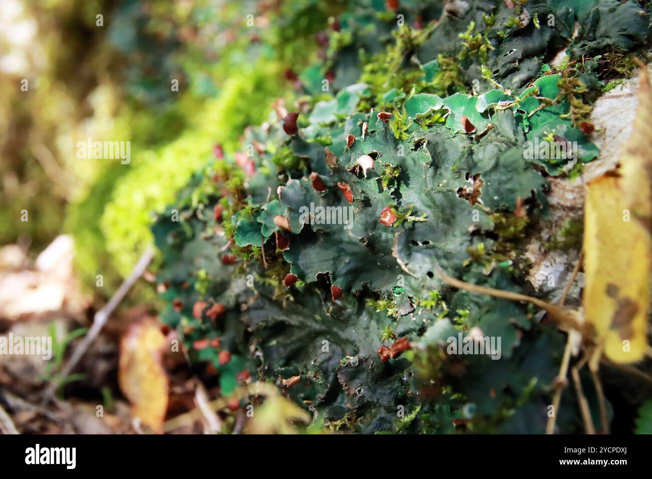 Peltigera sp. Blattflechten aus nächster Nähe, die im frühen Herbst in den Wald geschossen wurden Stockfoto