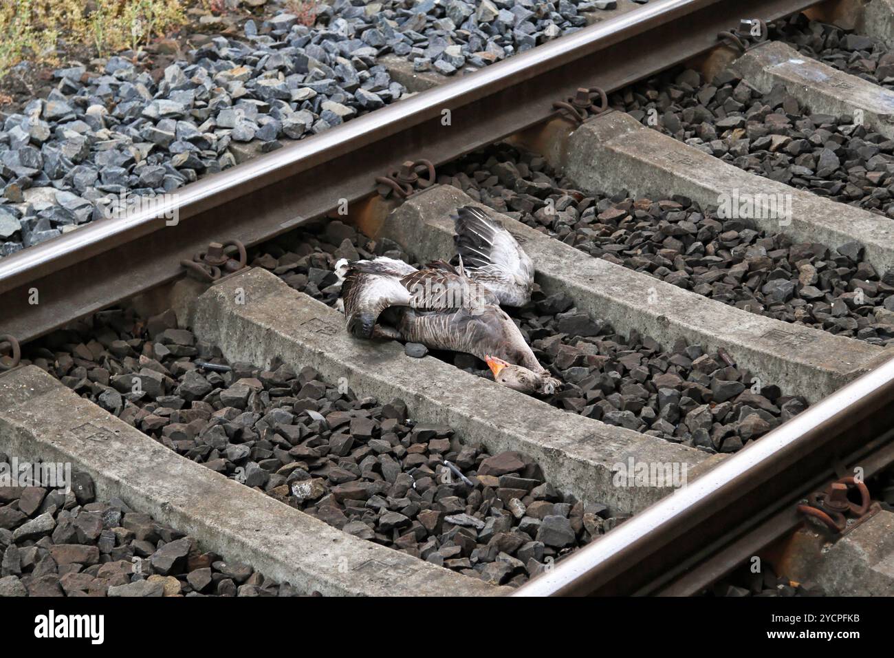 Tote ente Unfall bei hoher Geschwindigkeit der Eisenbahn Stockfoto