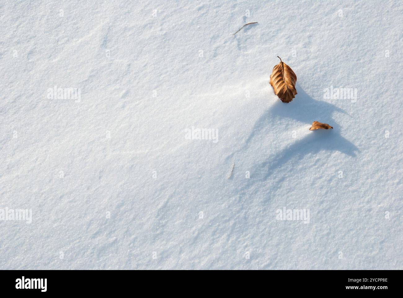 Trockenes Blatt auf Schnee Hintergrund Stockfoto