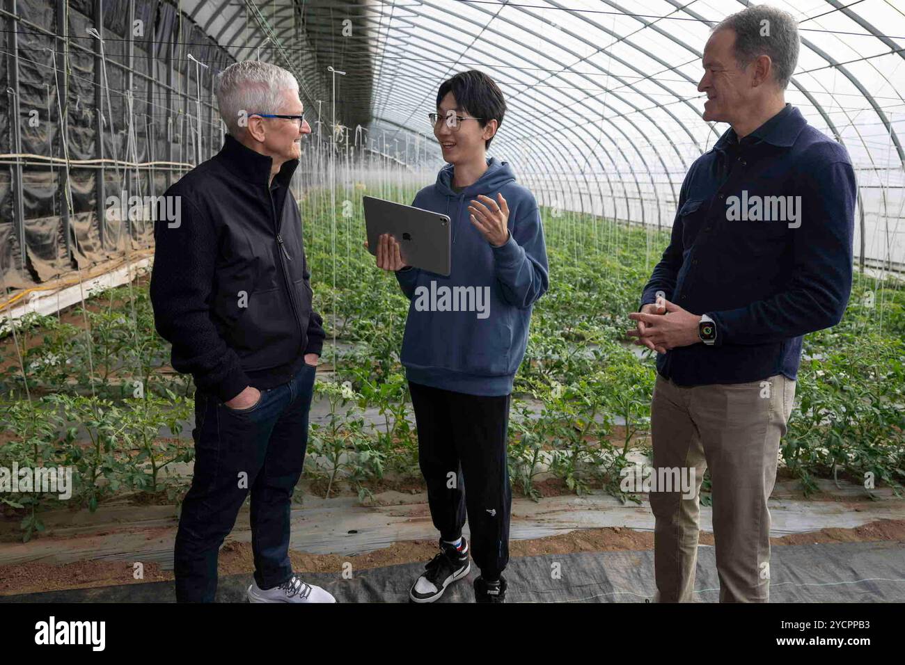 Peking, China. Oktober 2024. Shen Xinyi (C), Student an der Zhejiang Universität, stellt Apple CEO Tim Cook (L) und Jeff Williams, Chief Operating Officer, auf einer Bio-Farm im Bezirk Shunyi, Peking, Hauptstadt von China, vor 2024. Quelle: Cai Yang/Xinhua/Alamy Live News Stockfoto