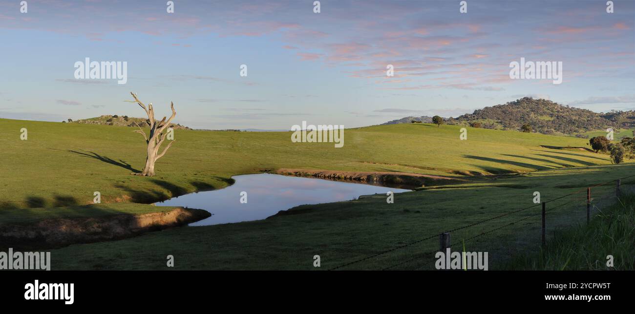 Kakadus sitzen in einem Wasserloch Wyangala Stockfoto