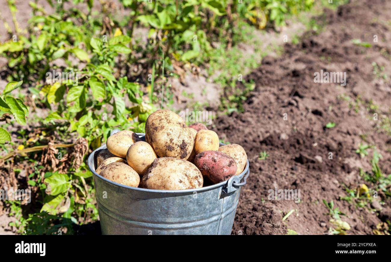 Einen Eimer mit Kartoffeln neuer Ernte im Garten closeup Stockfoto