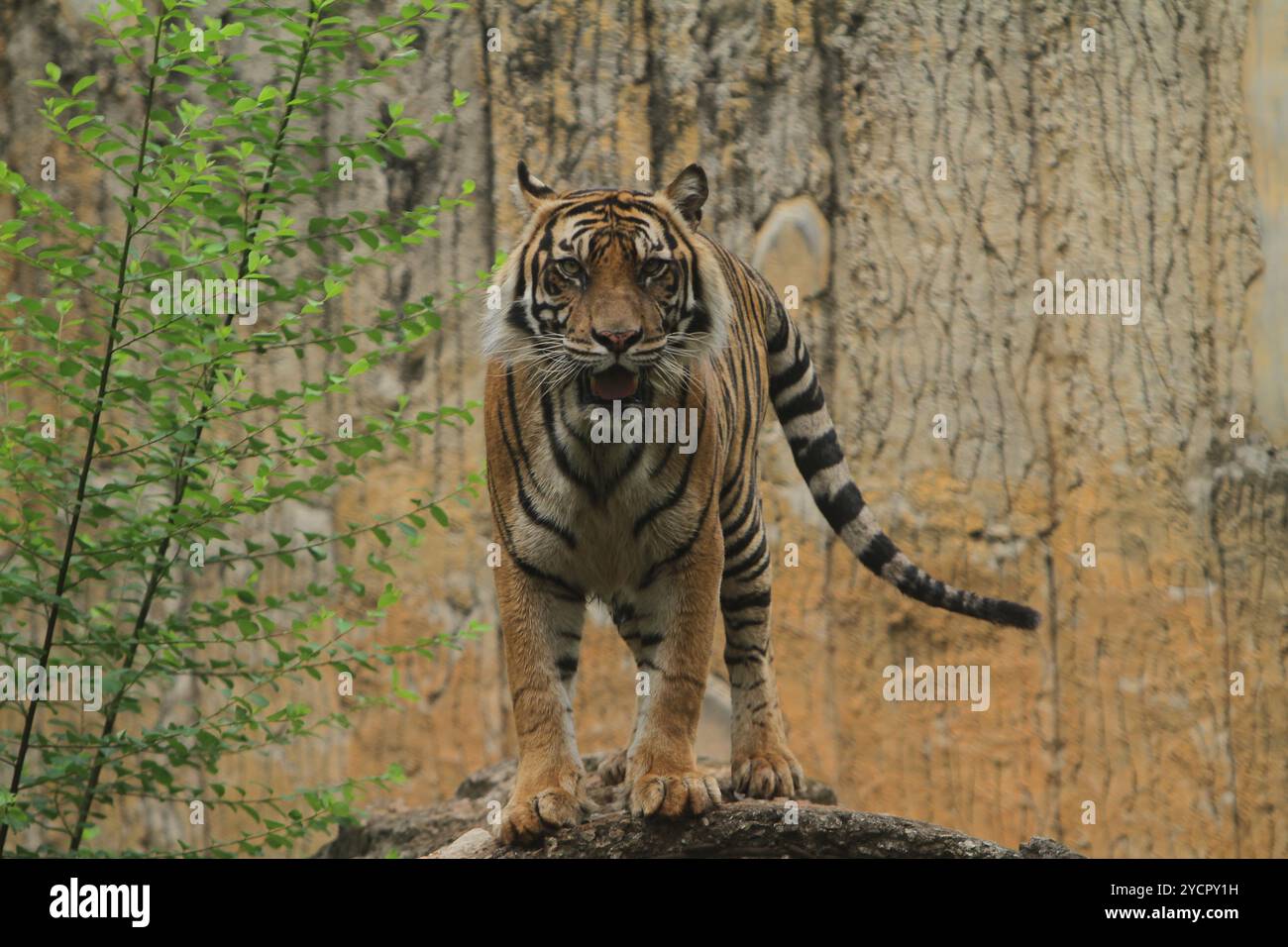 Ein Sumatrantiger, der auf einem Felsen steht und in die Kamera blickt Stockfoto