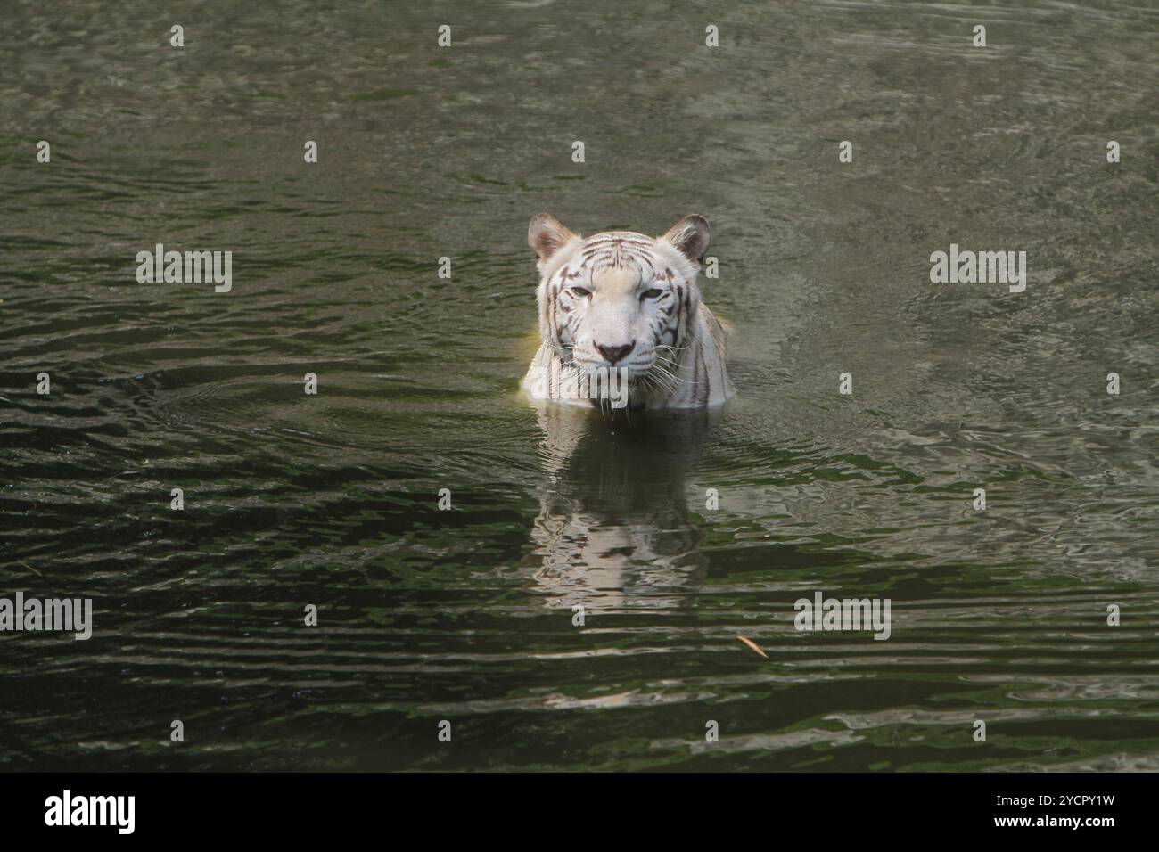 Ein weißer bengalischer Tiger taucht in einem Teich auf, während er die Kamera betrachtet Stockfoto