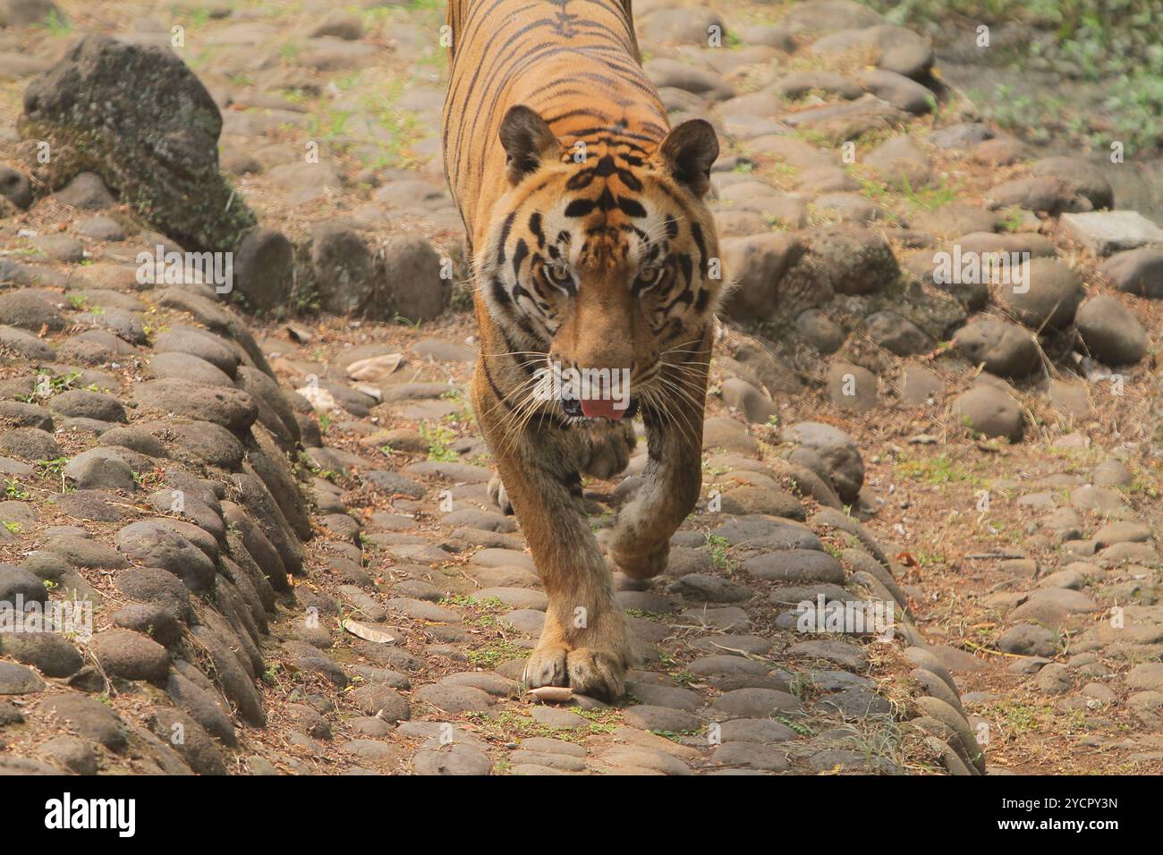 Ein bengalischer Tiger läuft auf den Felsen, während er in die Kamera schaut Stockfoto