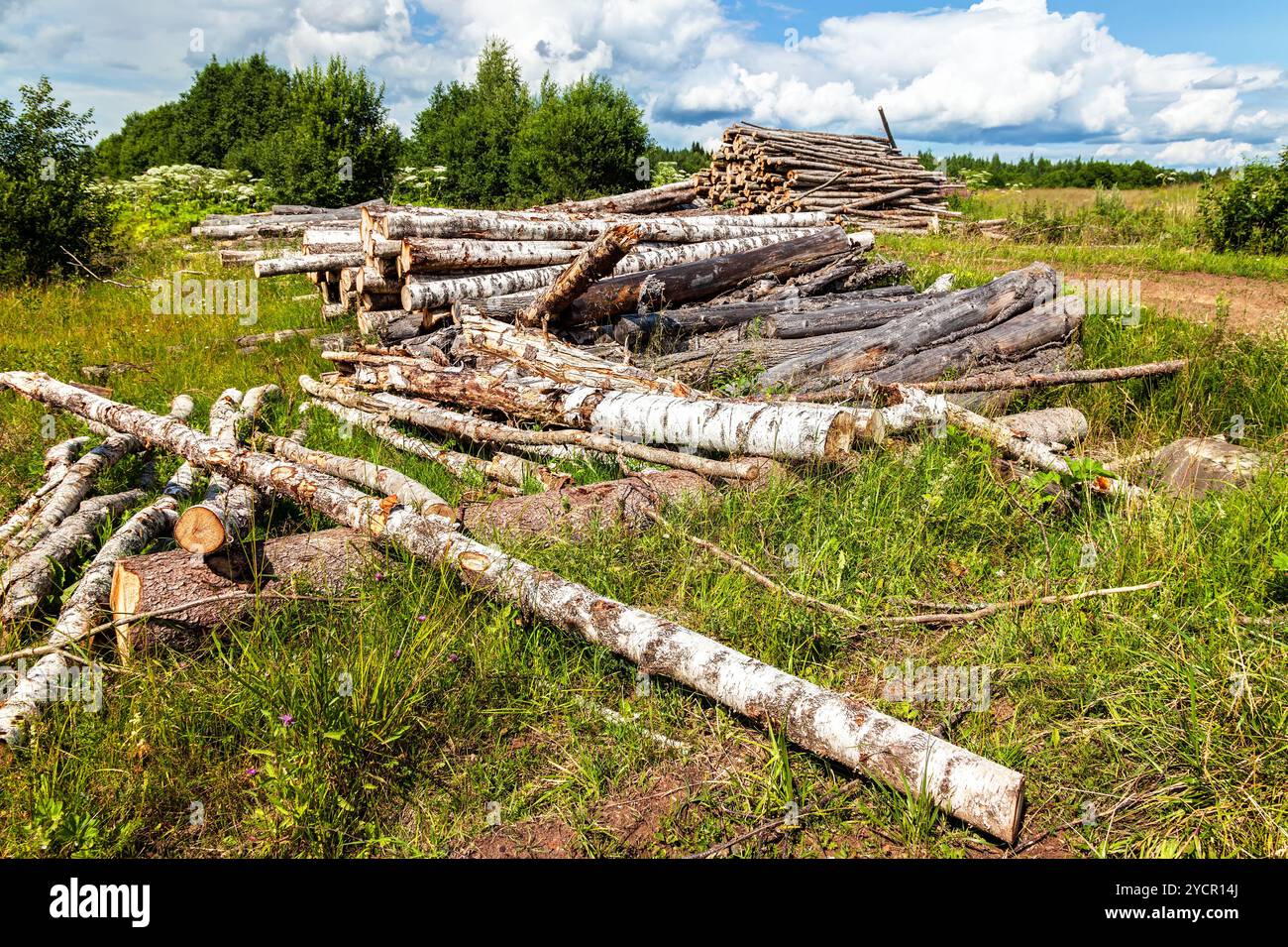 Schneiden von Baumstämmen häuften sich in der Nähe von einem Waldweg im Sommer Stockfoto