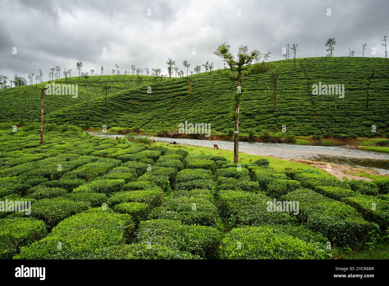 Wunderschöne Teeplantagen-Landschaft von Valparai, Tamilnadu, Indien Stockfoto