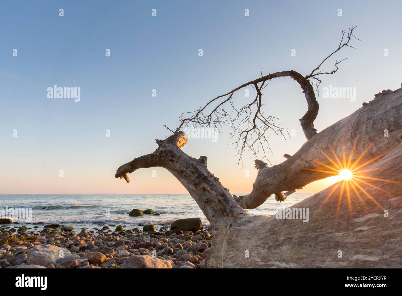 Toter Baum bei Sonnenaufgang am Brodtener Steilufer an der Ostsee, Schleswig-Holstein, Deutschland Stockfoto