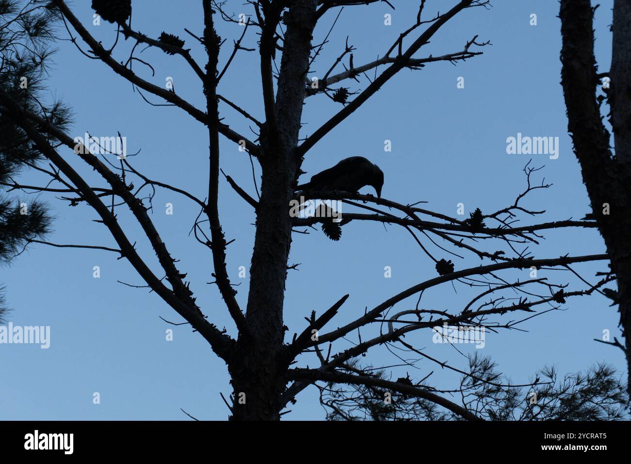 Krähe auf Ästen. Stockfoto