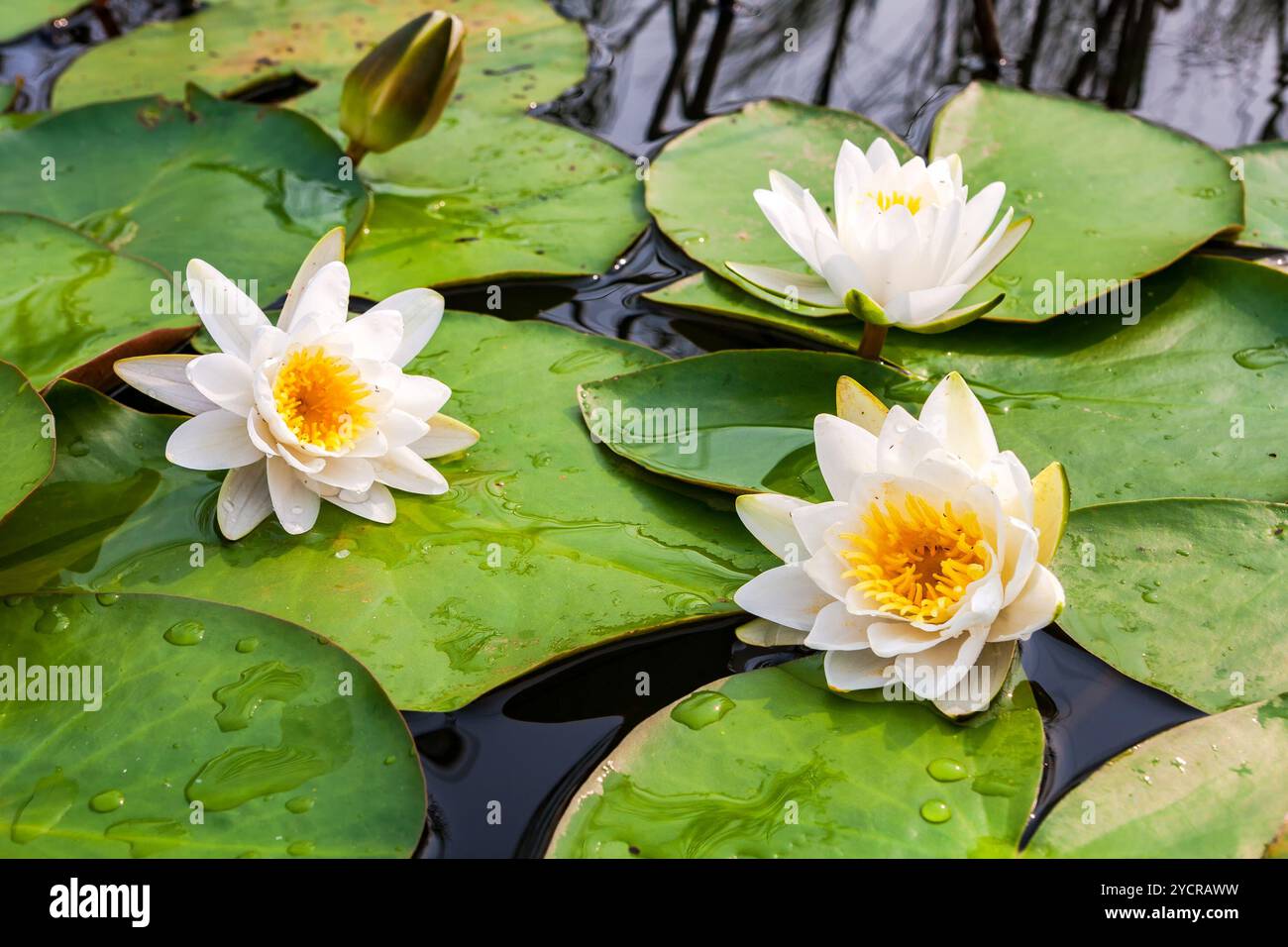 White Water Lily Blumen mit großen grünen Blätter Stockfoto