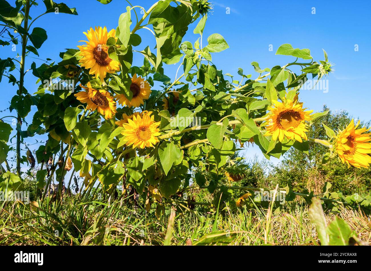 Schöne gelbe Sonnenblumen im Feld gegen blauen Himmel Stockfoto