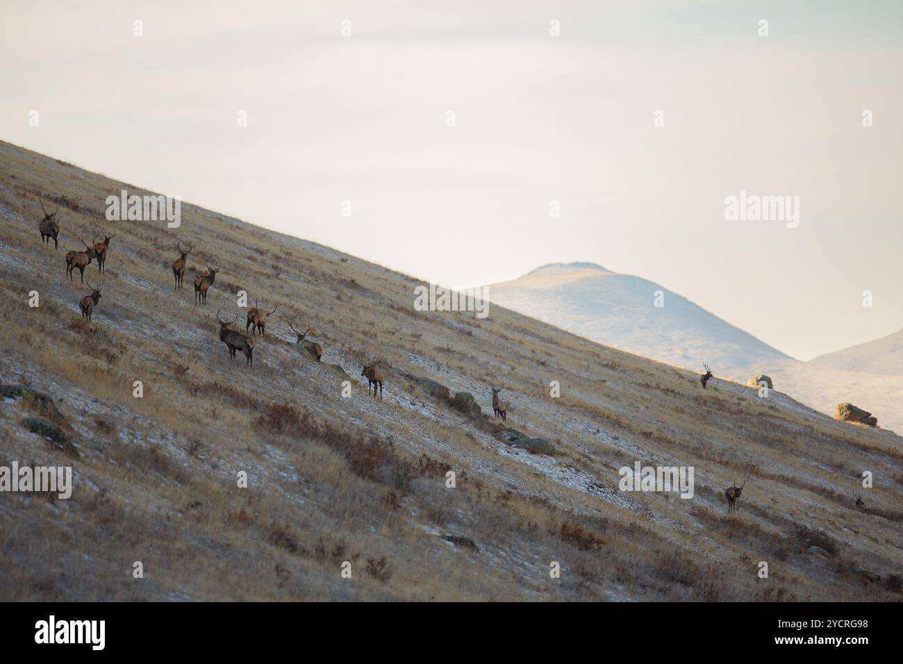 Tüv, Mongolei. Oktober 2024. Hirsche fressen auf einem Feld im Hustai-Nationalpark. Quelle: L.Enkh-Orgil. Stockfoto