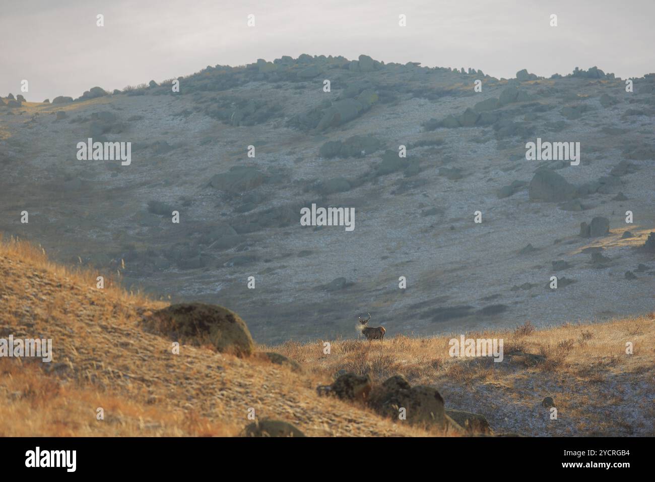 Tüv, Mongolei. Oktober 2024. Hirsche fressen auf einem Feld im Hustai-Nationalpark. Quelle: L.Enkh-Orgil. Stockfoto