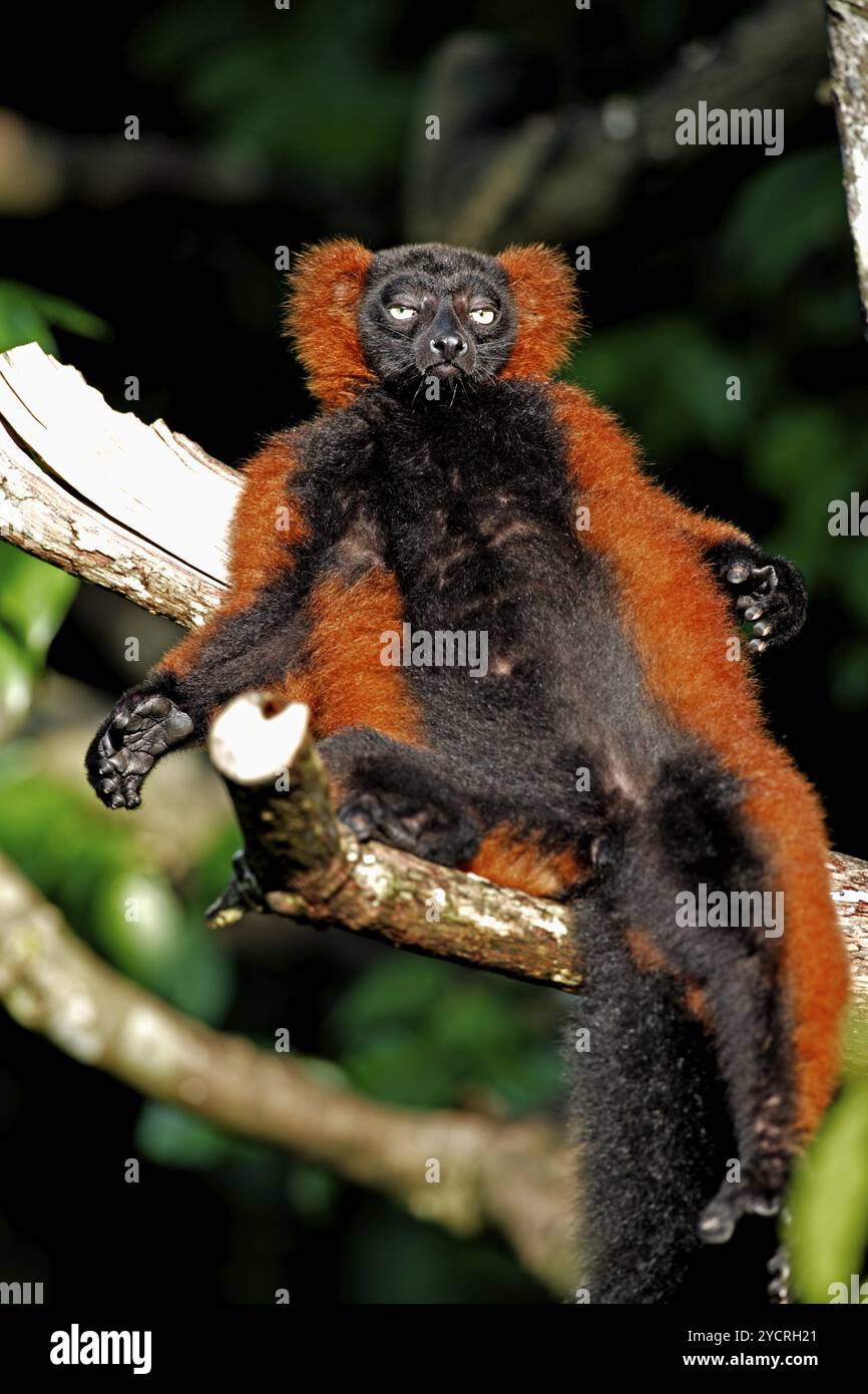 Rote geraffte Lemur (Varecia rubra), Erwachsene, auf Baum, Sonnenbaden, Madagaskar, Afrika Stockfoto