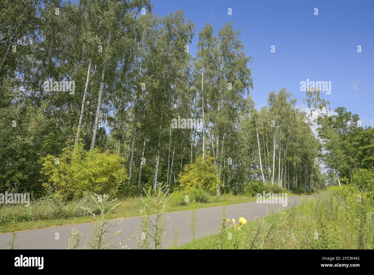 Grüngürtel, Wandstreifen, Grenzstreifen zwischen Kopenhagener Straße und Klemkestraße, Pankow, Berlin, Deutschland, Europa Stockfoto