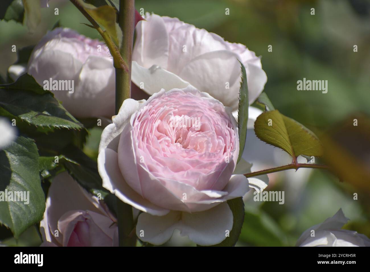 Blühende rosa Rosen in Rosedal, dem Rosengarten in Buenos Aires ...