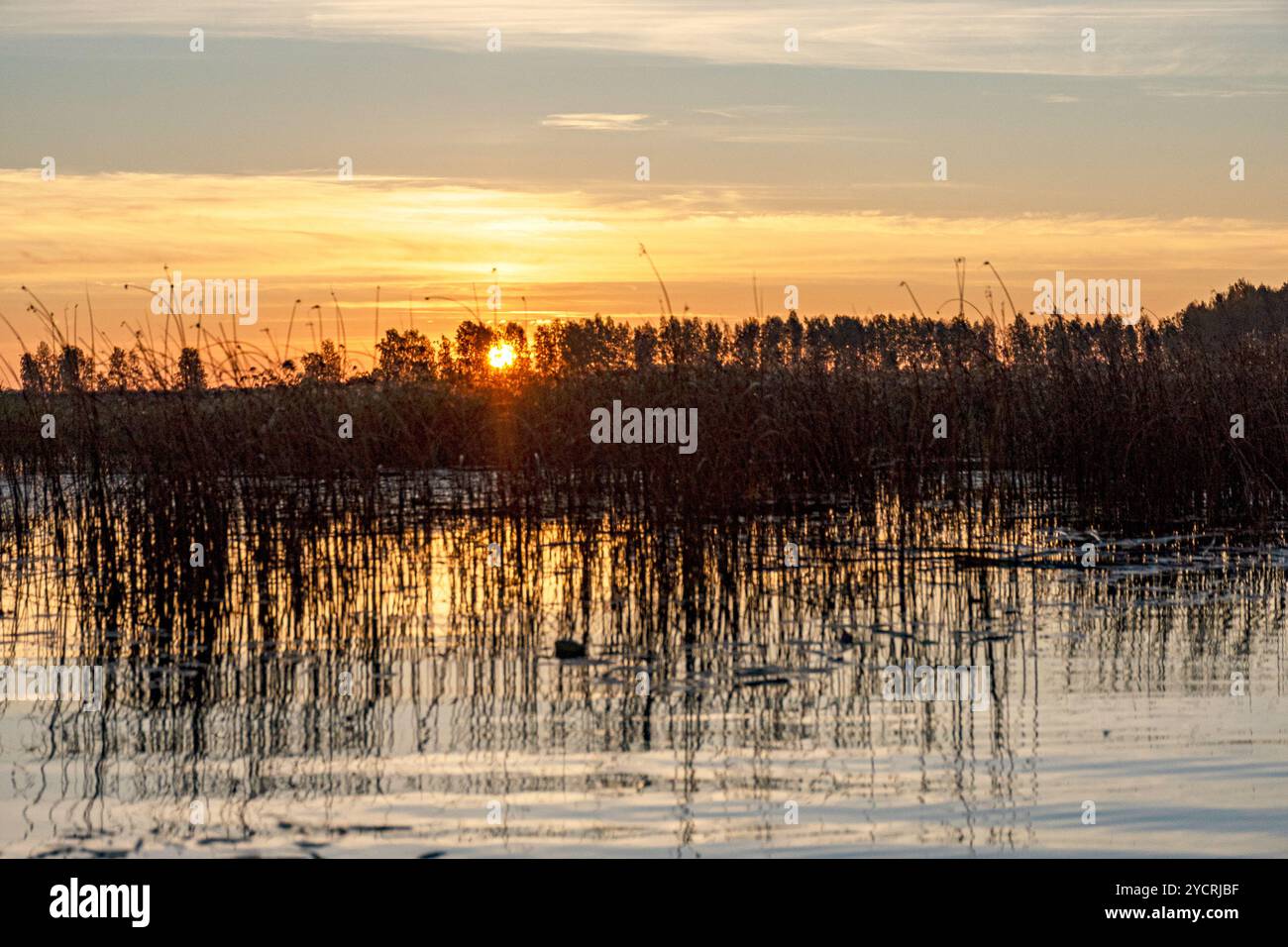 Besondere Sonnenaufgangslandschaft mit bewachsenen und überfluteten Torffeldern, Moorteichen, Vogelnest, Seda Moor, Jerceni, Lettland Stockfoto