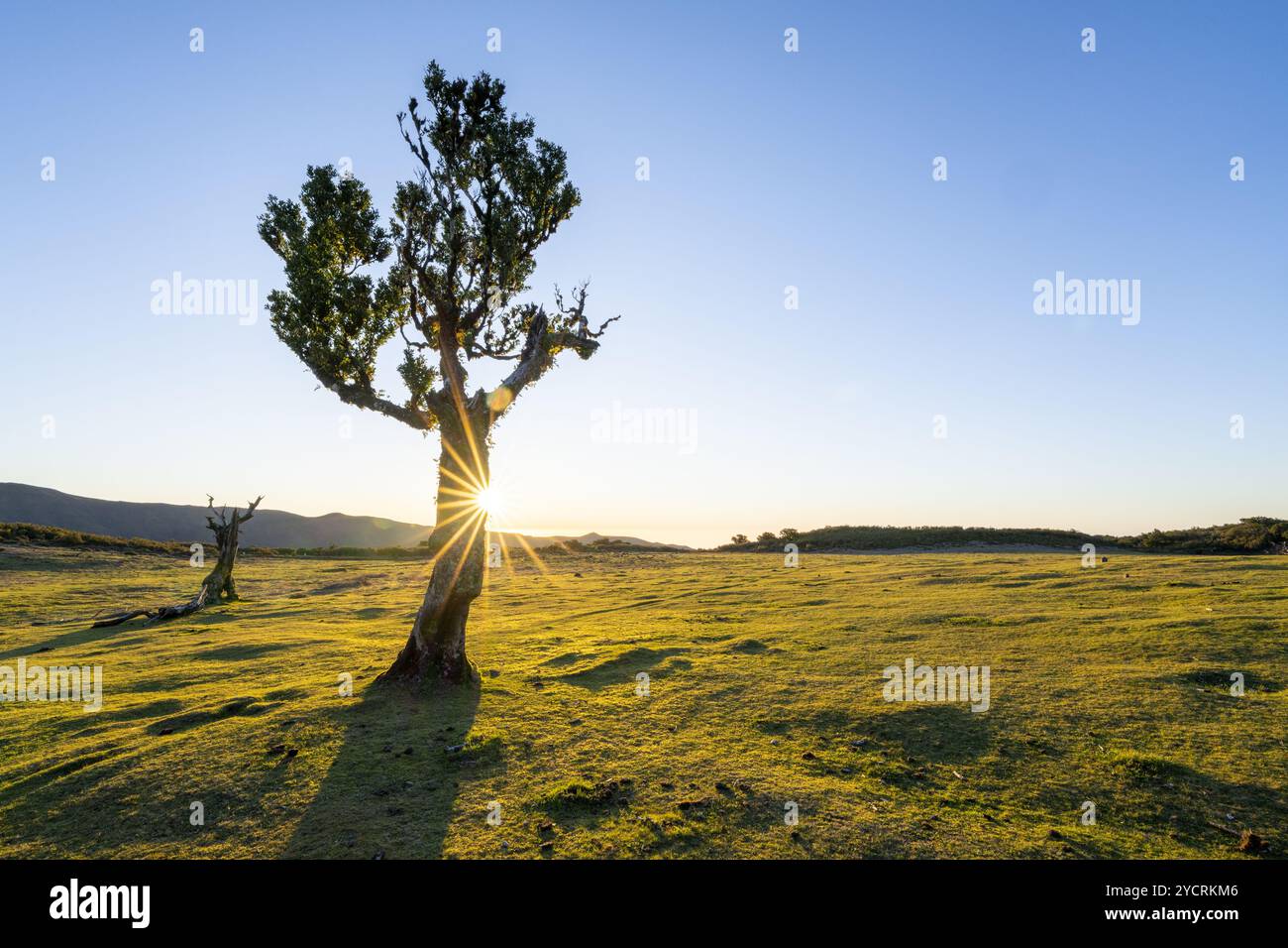 Einzelne Lorbeerbäume im Abendlicht in Fanal, Madeira, Portugal. Stockfoto