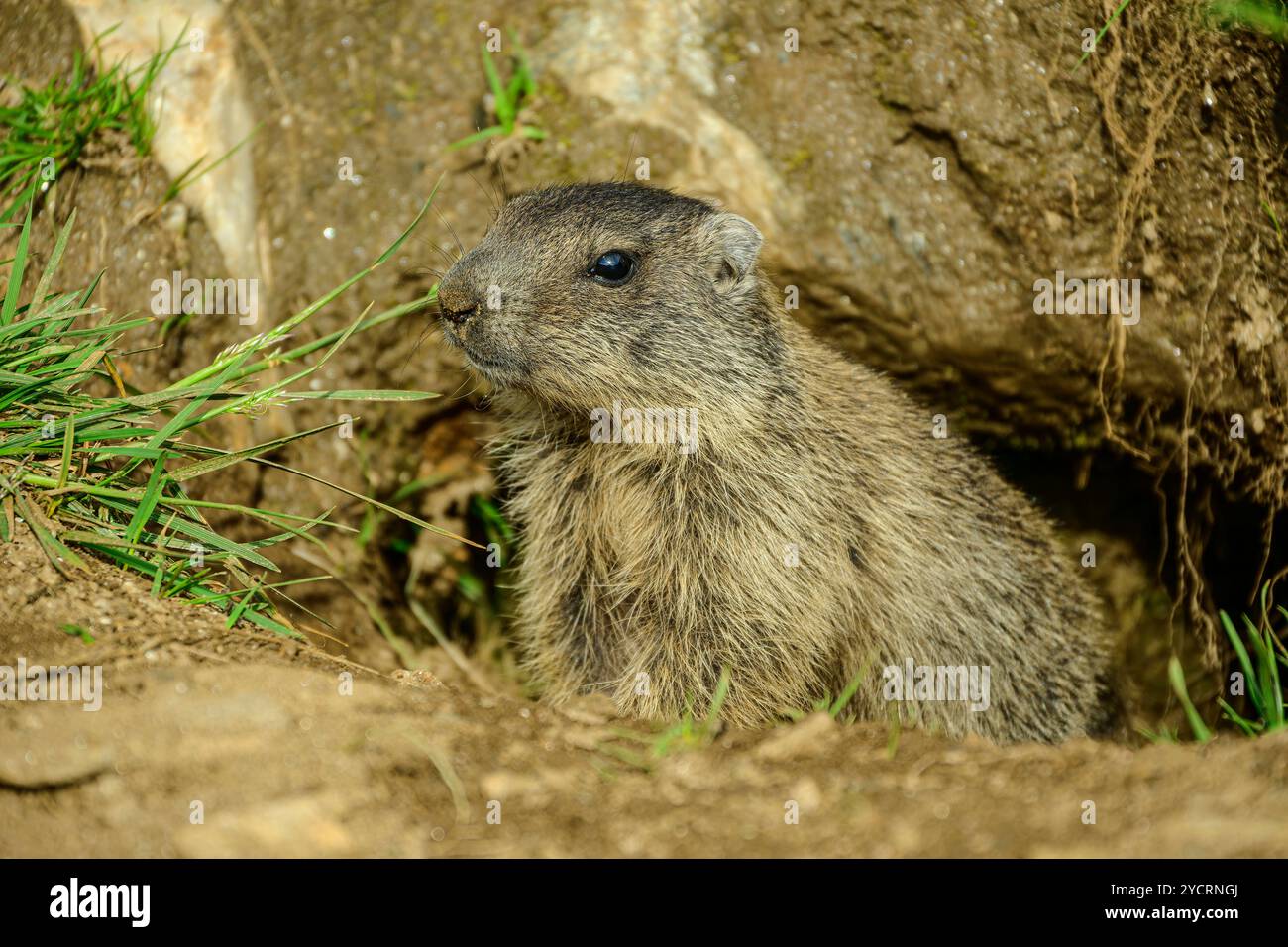 Junges Murmeltier, das aus Murmeltiergrube blickt, Pfunderer Höhenweg, Zillertaler Alpen, Südtirol, Italien Stockfoto