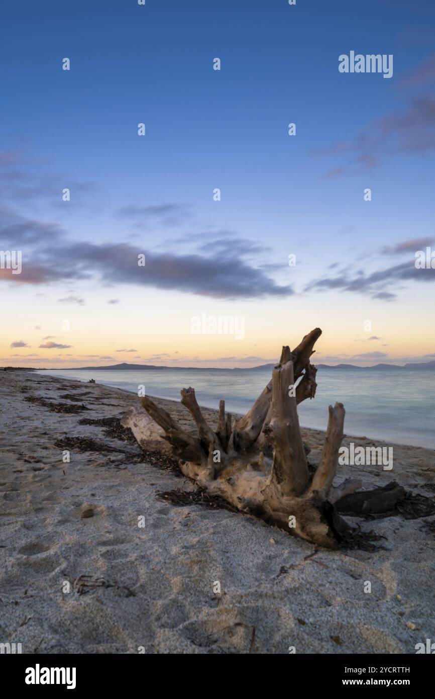 Altes Treibholz an einem Sandstrand mit türkisfarbenem Ozeanwasser und farbenfrohem Sonnenuntergang Stockfoto