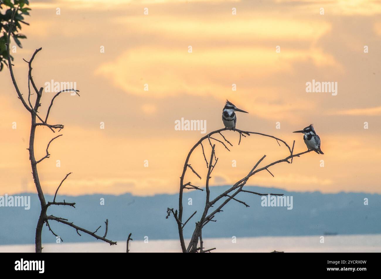 RATTENFISCHER (Ceryle rudis) - Viktoriasee - Uganda Stockfoto