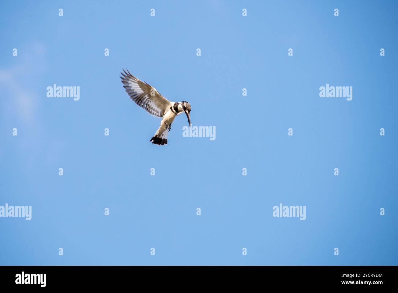RATTENVOGEL (Ceryle rudis) Angeln am Nil im Murchison Falls National Park - Uganda Stockfoto