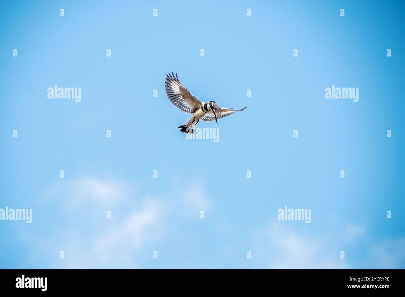 RATTENVOGEL (Ceryle rudis) Angeln am Nil im Murchison Falls National Park - Uganda Stockfoto