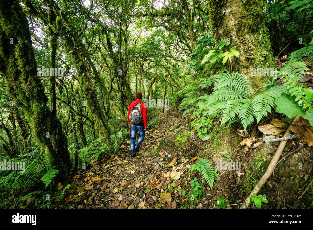 Nebelwald an den Hängen des Toliman-Vulkans, Lake Atitlan, Guatemala, Mittelamerika Stockfoto Nebelwald an den Hängen des Toliman-Vulkans, Lake Atitlan, Guatemala, Mittelamerika Stockfoto