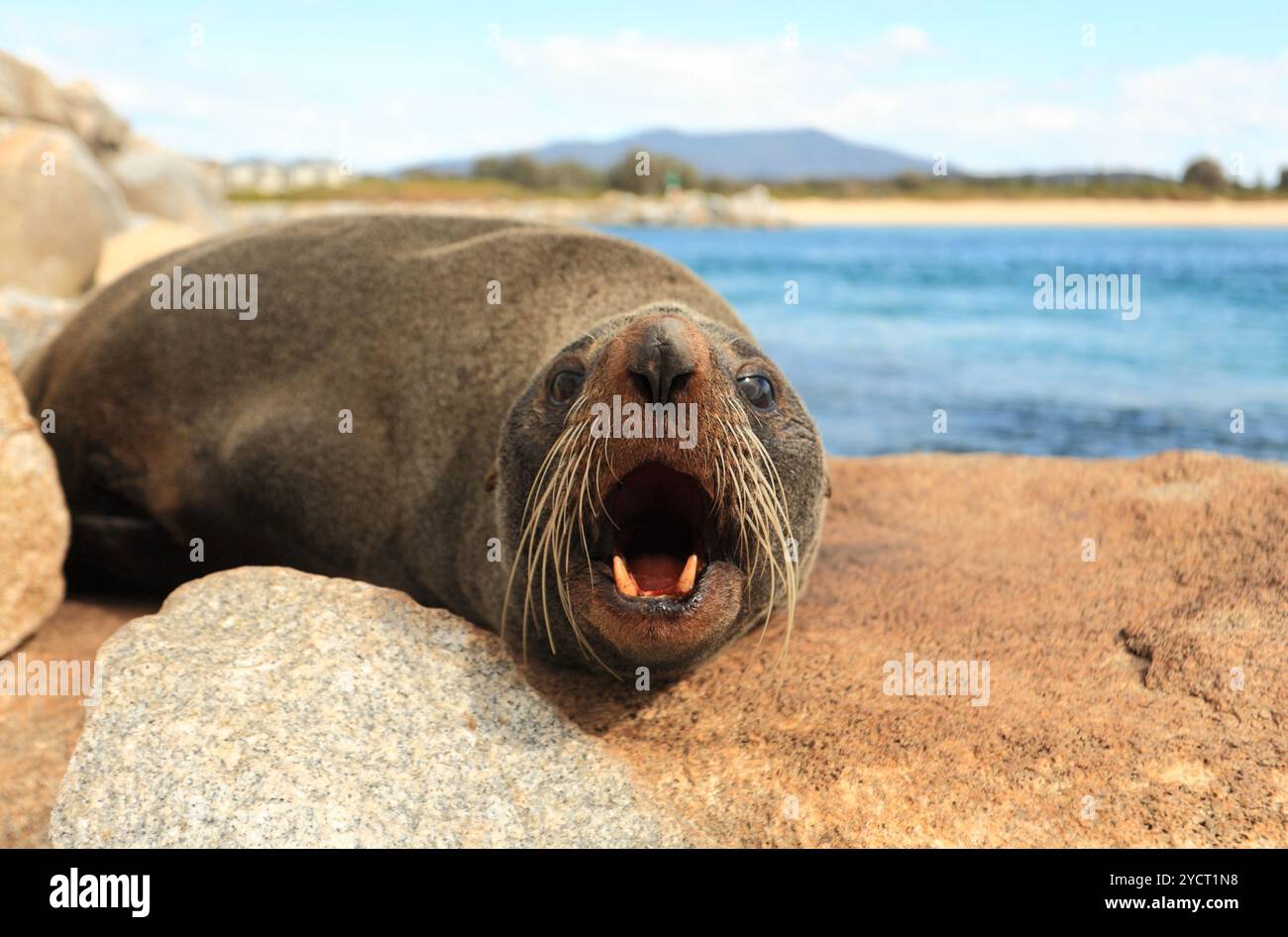 Pelzrobben haben große Augen, ein spitzes Gesicht mit Barthaaren und scharfen Zähnen. Das australische Pelzsiegel Arctocephalus pusillus doriferus ist das größte von A Stockfoto