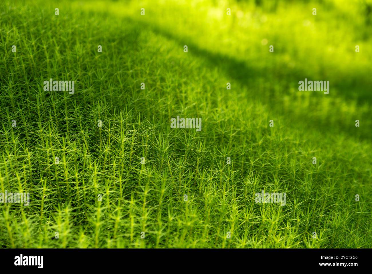 Nahaufnahme der Gemeinde Polytrichum (auch bekannt als gewöhnliche Haarmütze, große goldene Maidenhaare, große goldilocks, gemeine Haarmütze Moos oder gemein Haarmoos). Stockfoto