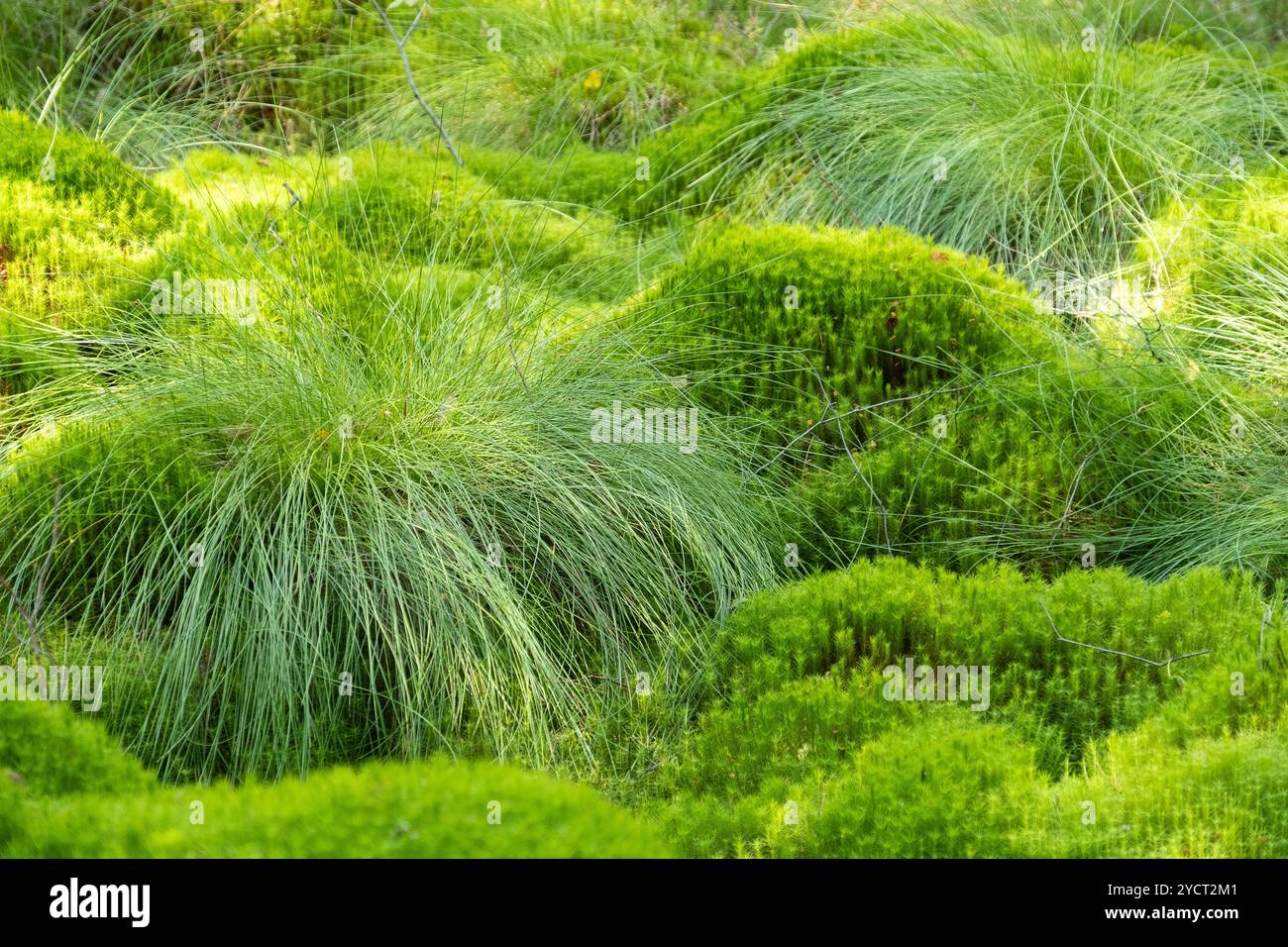 Polytrichum commune (auch bekannt als gewöhnliches Haarkappen, großes goldenes Mädchenhaar, große goldilocks, gemeines Haarkappenmoos oder gemeines Haarmoos). Stockfoto