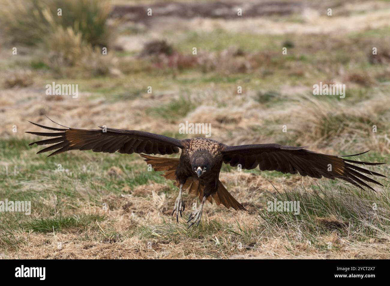 Südlicher Karakara Phalcoboenus australis Landung in rauen Gräser Seelöwen Island Falkland Inseln Britisches Überseegebiet Dezember 2016 Stockfoto