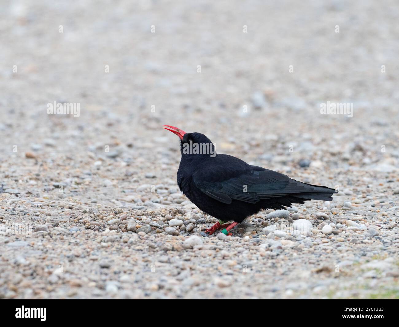 Roter chough Pyrrhocorax Pyrrhocorax Pyrrhocorax beringt Individuum auf der Strecke neben Loch Ardnave, nahe Ardnave Point, Islay, Innere Hebriden, Argyll, Scotl Stockfoto