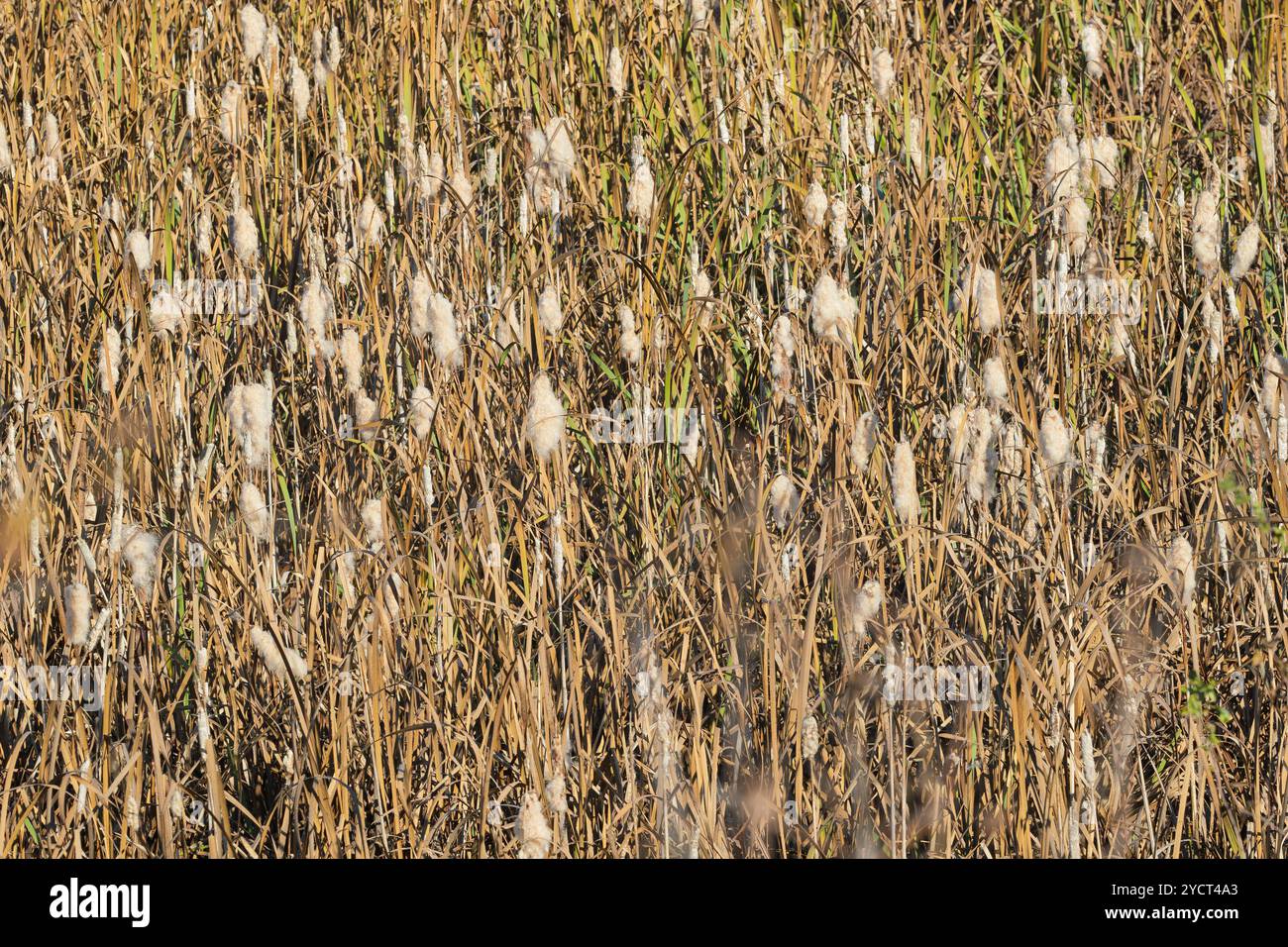 Flauschiger Katzenschwanz im Sumpf Nahaufnahme. Ein detaillierter Blick auf flauschige, reife Welpen, die hoch zwischen Sumpfgras stehen und ihre zarte Struktur hervorheben Stockfoto