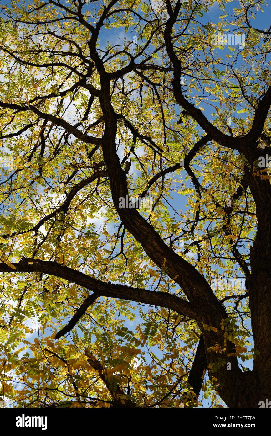 Herbstlicher Baum in sonnigem Gegenlicht Herbstlicher Baum in sonnigem Gegenlicht. Der Himmel ist leicht bewölkt, die Sonne lässt den Baum herbstlich Stockfoto