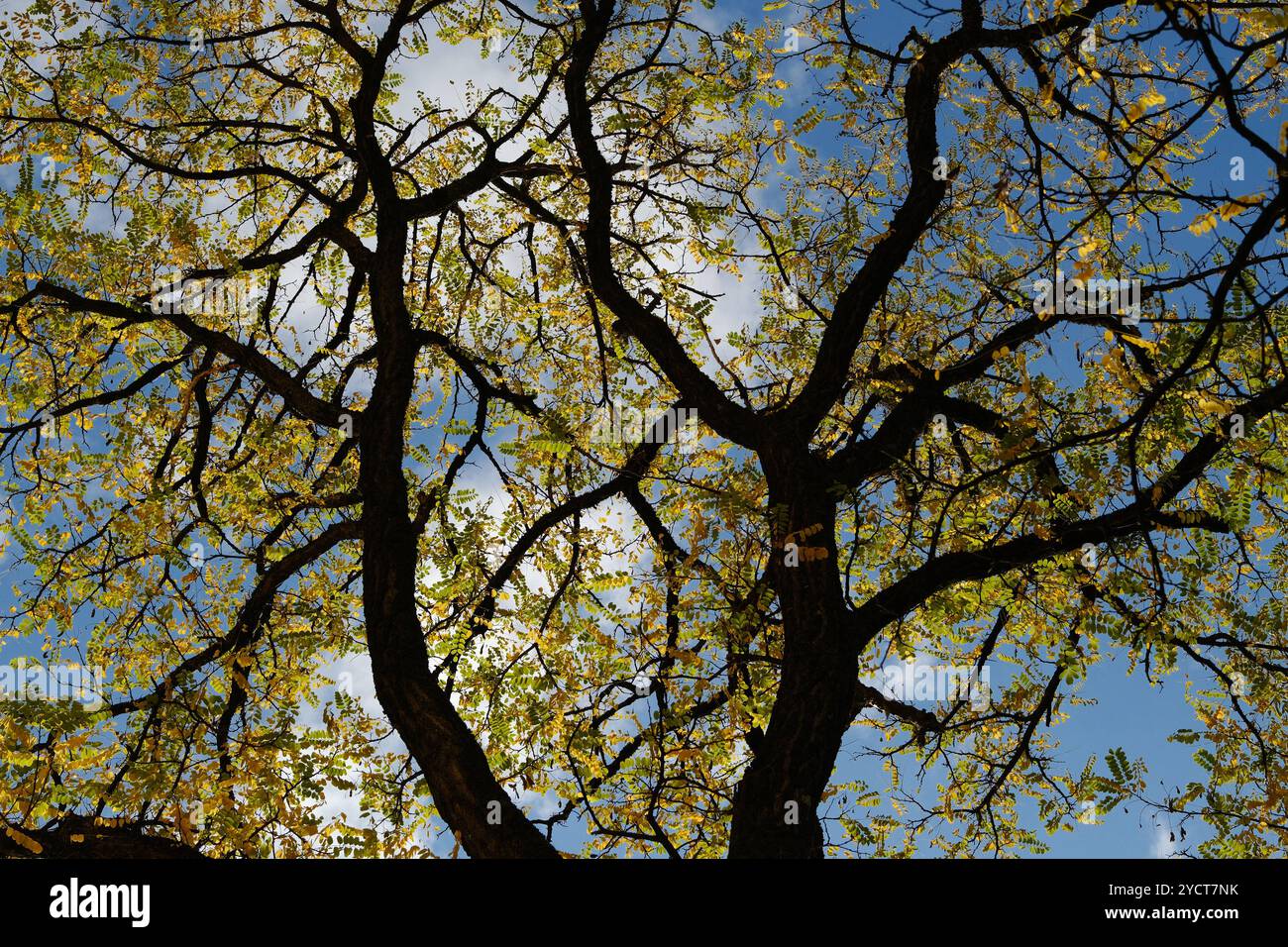 Herbstlicher Baum in sonnigem Gegenlicht Herbstlicher Baum in sonnigem Gegenlicht. Der Himmel ist leicht bewölkt, die Sonne lässt den Baum herbstlich Stockfoto