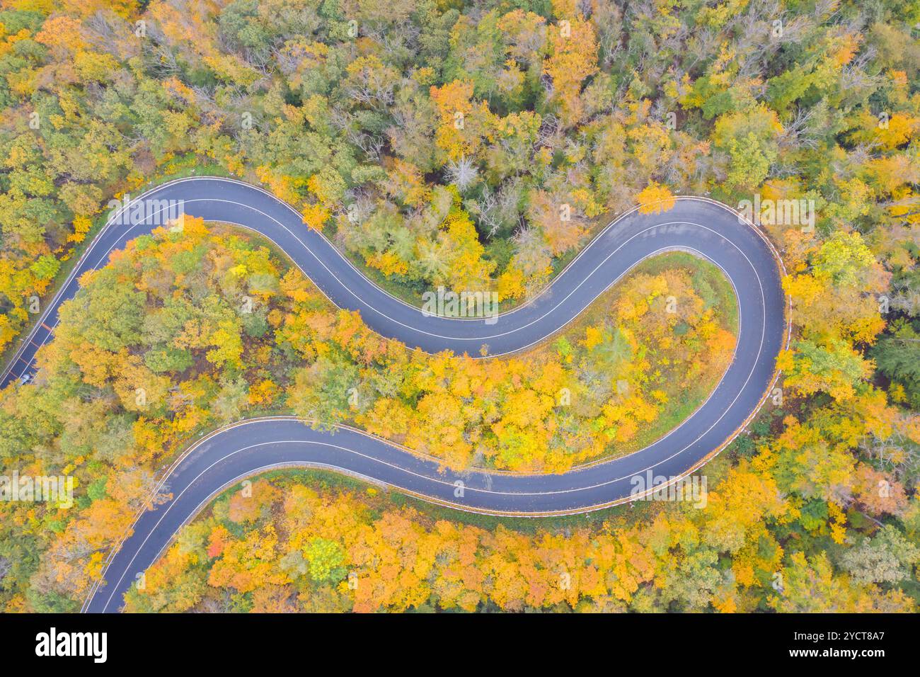 Serpentinenstraße im herbstlichen Laubwald Sachsen-Anhalt Stockfoto