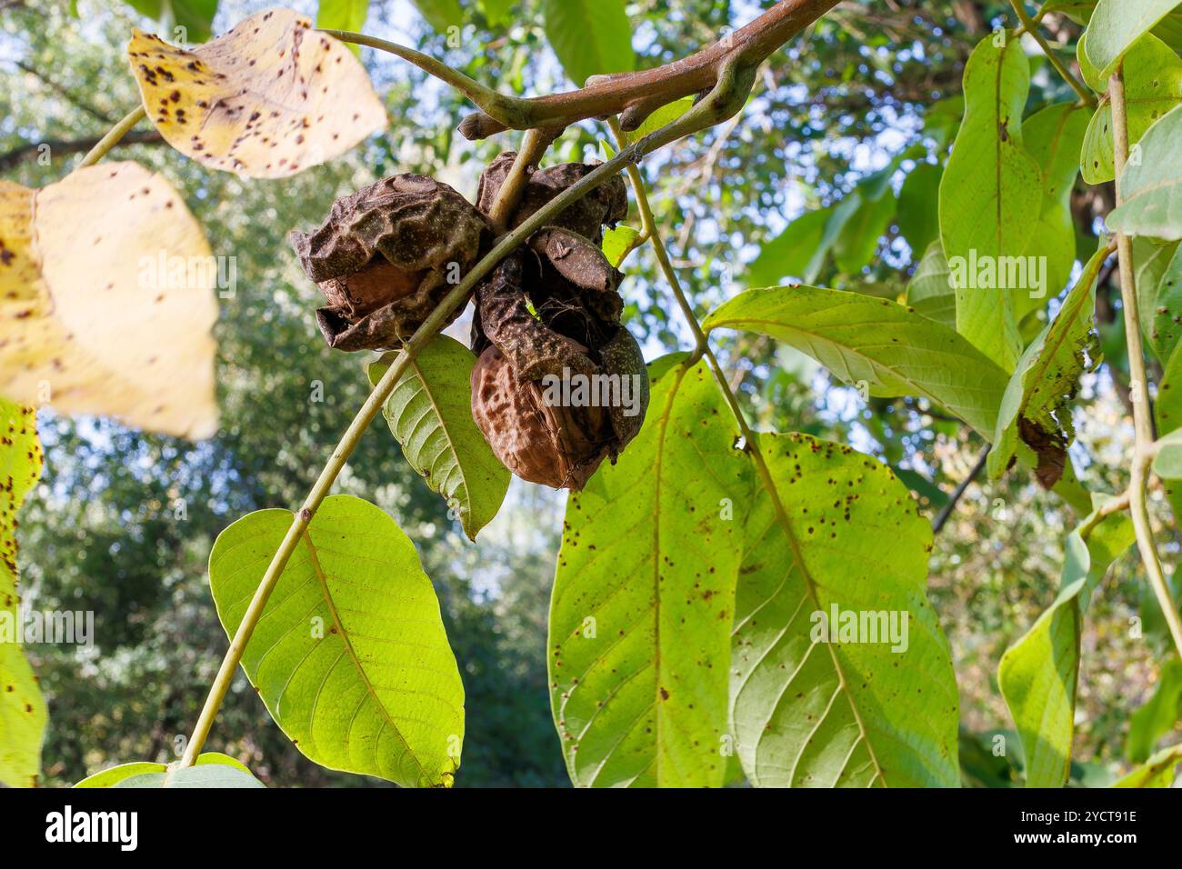 Reife Walnüsse in einer trockenen Schale auf einem Baumzweig. Nahaufnahme von Reifen Walnüssen, die noch am Baum befestigt sind, mit Trockenschalen, die sich zwischen grünen und gelben Blättern öffnen, s Stockfoto