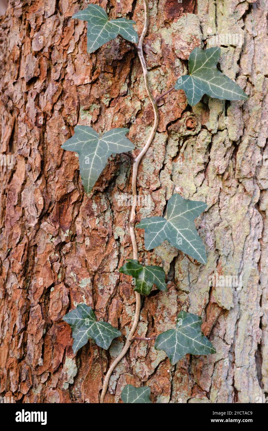 Efeu an einem Baum Stockfoto