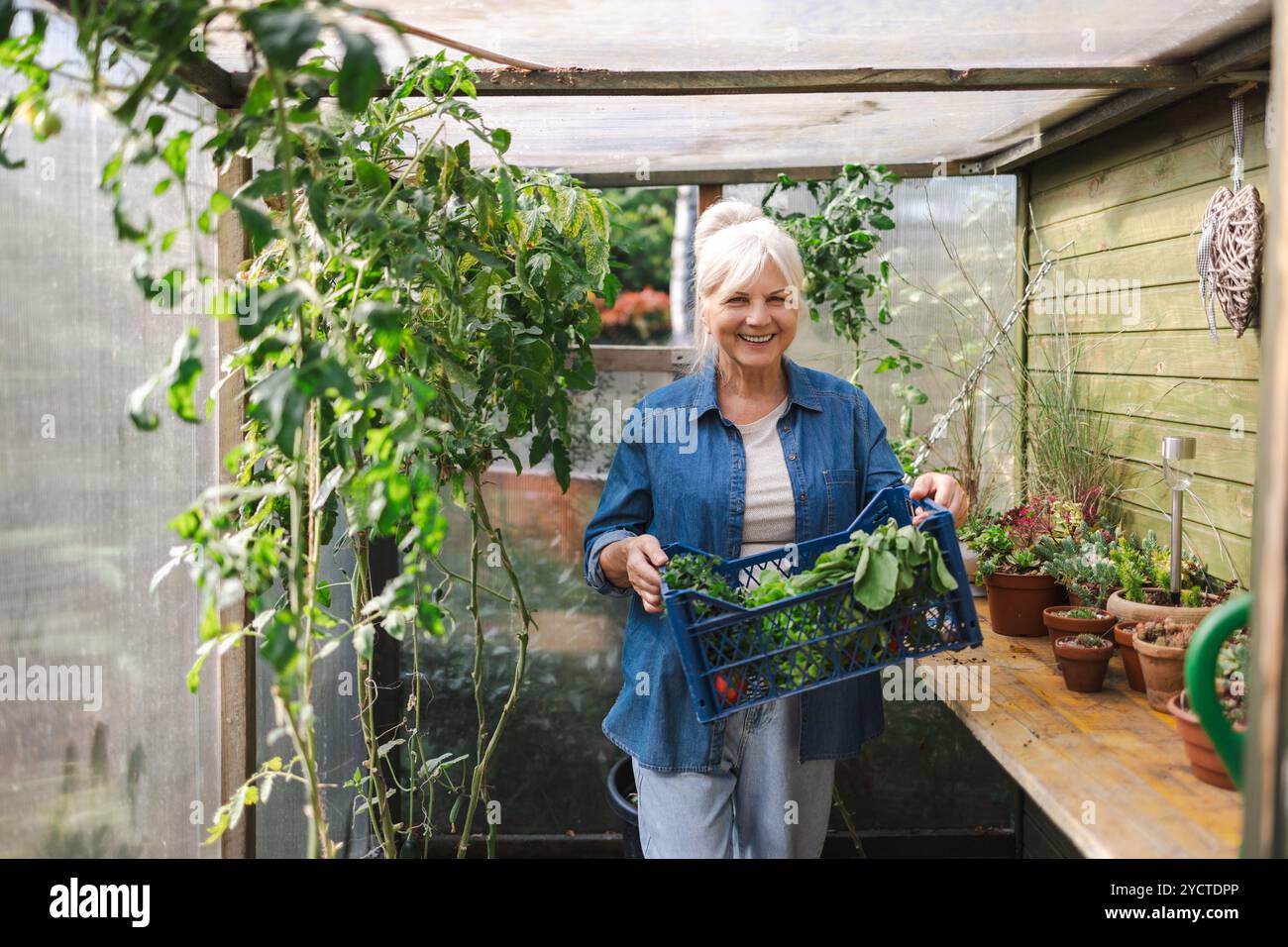 Lächelnde Seniorin, die eine Kiste mit frisch geerntetem Gemüse aus ihrem Gewächshaus hält Stockfoto