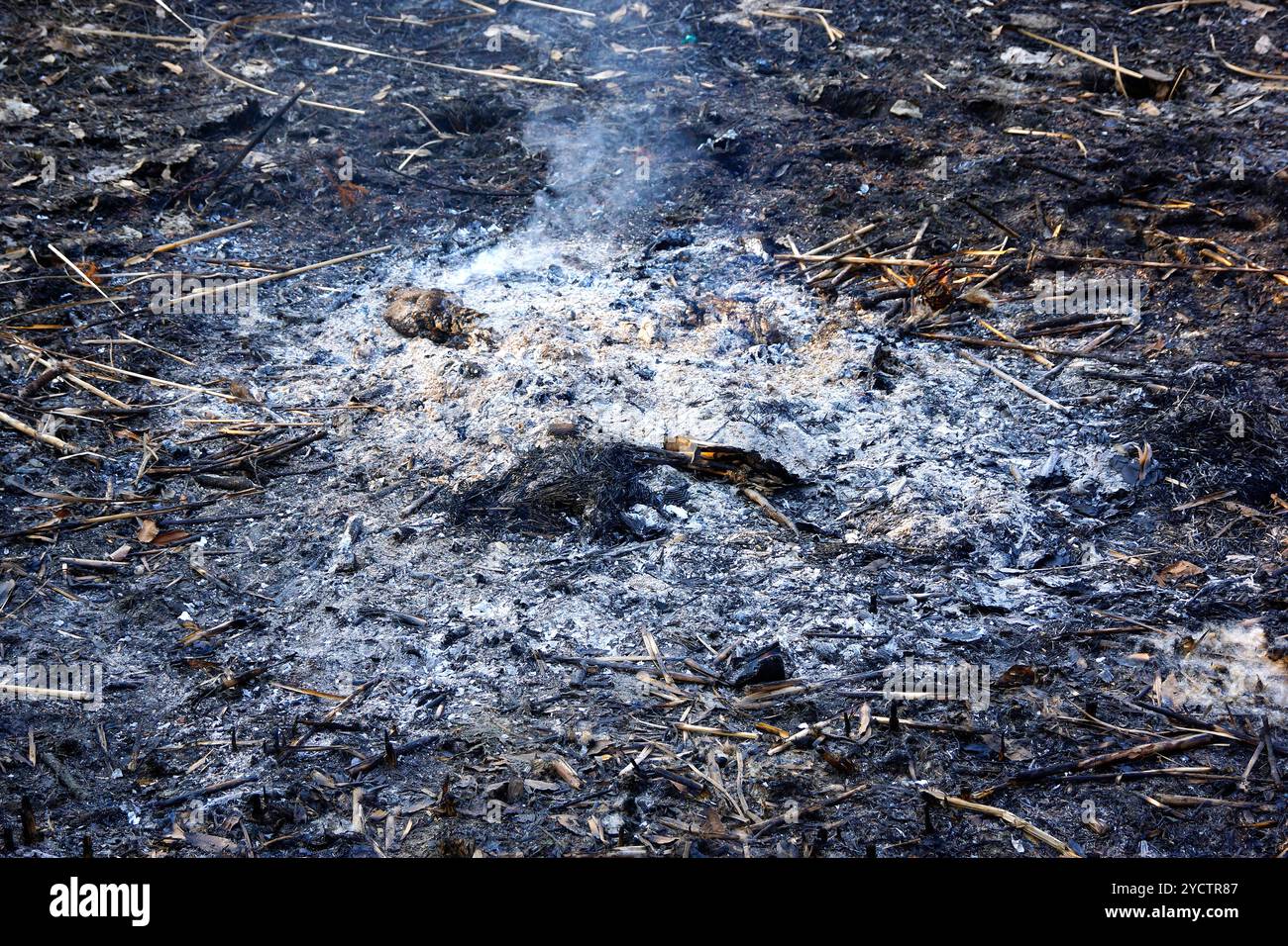Asche von den Überresten eines Lagerfeuers Stockfoto
